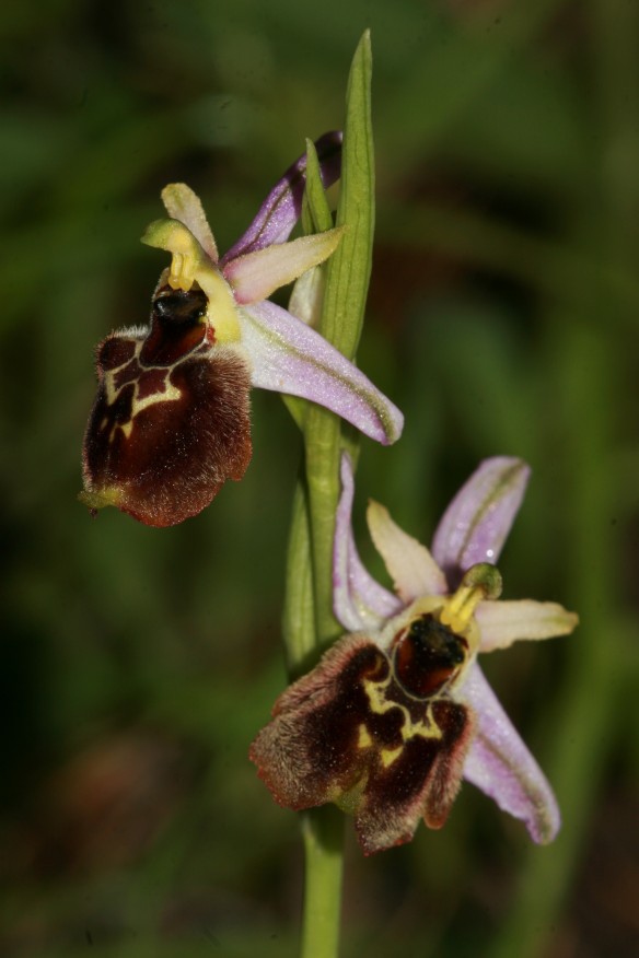 Ophrys praecox o morisii?